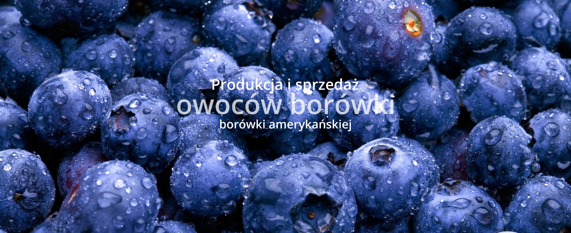/img/baner.jpg
