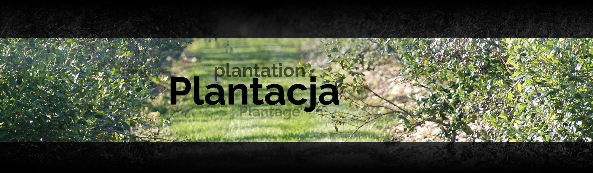 /img/plantacja.jpg